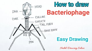 How to Draw Bacteriophage Diagram  Bacteriophage Virus Drawing [upl. by Niriam]