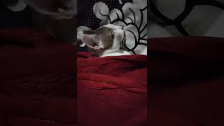 Cats sleeping 😴💤 trending cute love [upl. by Adele547]