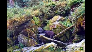 Tongass National Forest Alaska  Meet the Bears of the Falls and Caves July 24 2024 [upl. by Annalla795]