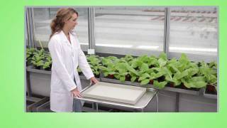 Aphids  IRAC Susceptibility Test Method No 019 [upl. by Ailaroc]