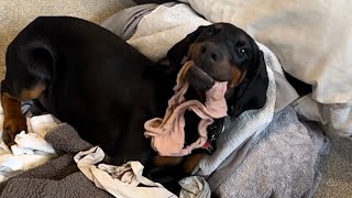 Adorable Doberman Puppy Loves To Help Parent Around the House [upl. by Telocin778]