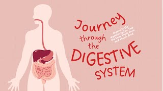 Journey through our digestive system Animation [upl. by Pollyanna884]