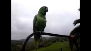 Loro amazónico cantandoAmazon parrot singing El Bosque [upl. by Ashti]