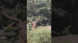 Jhilmil jheel haridwar jungle safari sambhal dear viralshorts shortsfeed [upl. by Godric295]