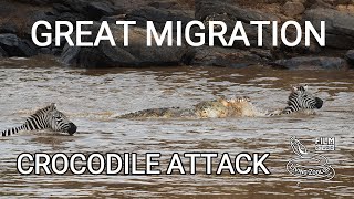 Great migration of wildebeests Mara river crossing with crocodile attack wildlife Kenya [upl. by Ycat]