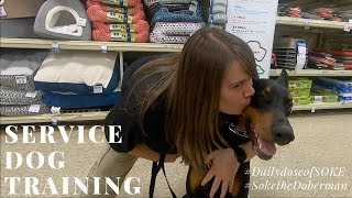 Soke the Service Doberman Service Dog Training [upl. by Dag]