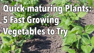 Top 9 Fast Growing Vegetables  SEED TO HARVEST IN 30 DAYS [upl. by Marina]