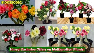 Multiple Colors in One Plant 🌿  Exclusive Offers 📞 Call 8100330052 viralvideo adenium sale [upl. by Esil333]