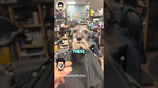 3 Best Haircut Transformations shorts barber hairtransformation women [upl. by Zoara]