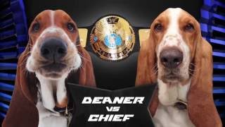 basset hound brawl [upl. by Arleta]