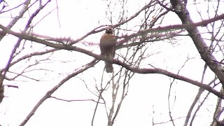 Redshouldered Hawk Calls [upl. by Sueddaht]