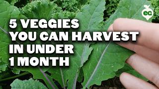 5 Fast Growing Veggies You Can Harvest in Under 1 Month [upl. by Bast]