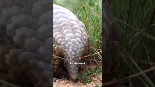 Pangolin are Unique Scaled Mammal pangolin nature wild [upl. by Essilevi]