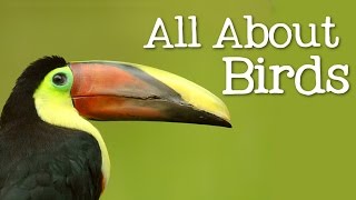 All About Birds for Children Animal Learning for Kids  FreeSchool [upl. by Nomzaj]