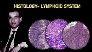 HISTOLOGY OF LYMPHOID SYSTEM Dr Ashwani Kumar [upl. by Lekar126]