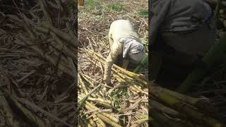 ऊस तोडीवाले मोळी कशी बांधतात Smart Work Must Watch shorts sugarcane [upl. by Genie]