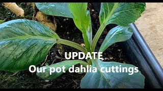 Starting Dahlias All the ways UPDATE 3 How to look after dahlia cuttings [upl. by Nwahsuq]