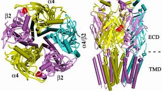 Difference Between Muscarinic and Nicotinic Receptors [upl. by Arebma]