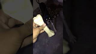 Calcium bone 🦴 doglover shortsfeed trending aggressive sophie ytshorts dogshorts love [upl. by Raseda]