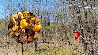 The Secret to Finding HUNDREDS of Morel Mushrooms [upl. by Irahcaz]