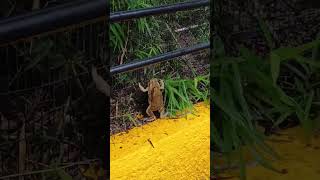 The Amplexus of the Frogs nature frogs Hopegardens Jamaica Caribbean mating [upl. by Anik]