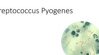 Batteriologia  lezione 7 Streptococcus Pyogenes [upl. by Ahseiuqal]