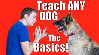 Dog Training 101 How to Train ANY DOG the Basics [upl. by Ailito]