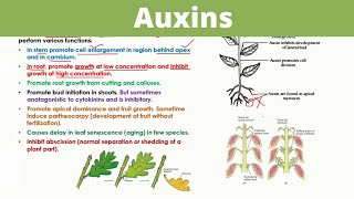 Auxins  Plant Hormones [upl. by Amluz]