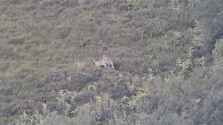 Lobos ibéricos en el norte de España Iberian wolves in north Spain [upl. by Behn236]