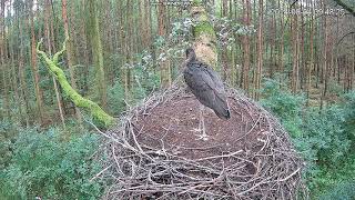 Black Stork Łódź Voivodeship Poland 👸🏿🌅 20240804 [upl. by Armbrecht]