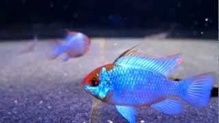 ELECTRIC BLUE RAM  MaleFemale [upl. by Lemuel]