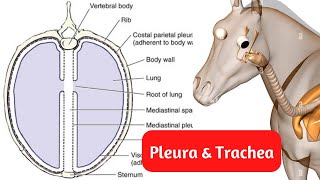 Thoracic cavity  Pleura amp Trachea  🐎 محاضرة تشريح 🐕 الفرقة الثانية طب بيطرى 🐃 Part 2 [upl. by Seafowl419]