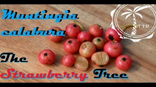 Strawberry Tree Cereal Flavored Fruit Muntingia Calabura [upl. by Tollman]