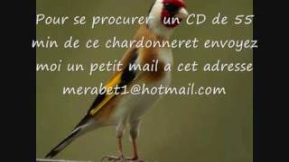 CD Chant du chardonneret de BELGIQUE [upl. by Della]