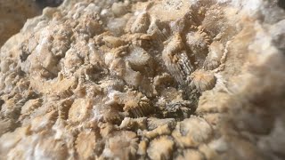 Coral and other nice fossils from southern Florida teamrockit thefinders florida [upl. by Pontius]