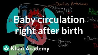 Baby circulation right after birth  Circulatory system physiology  NCLEXRN  Khan Academy [upl. by Zacarias]