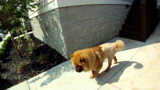 Chow Chow Lion Cub [upl. by Perceval]