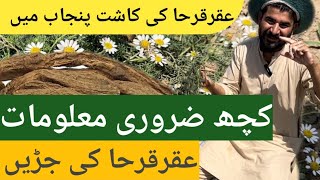 what is akarkara  akarkara farming  Avoid These Mistakes Growing Akarkara in Pakistan akarkara [upl. by Lika]