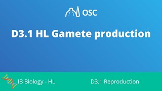 D31 HL Gamete Production IB Biology HL [upl. by Reniar]