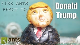 Fire Ants React to Donald Trump Time Lapse [upl. by Whetstone530]