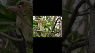 quotBrownheaded Barbet Natures Green Jewelquotbirds naturelovers trending wildbirdphotographybird [upl. by Notgnilliw]