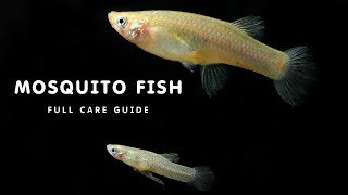 ALL ABOUT MOSQUITO FISH  MOSQUITO FISH CARE GUIDE  HOW TO KEEP MOSQUITO FISH IN AQUARIUM [upl. by Hound570]