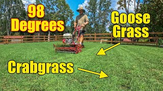 Lawn Care August  Heat  Crabgrass  Goosegrass  Common Bermuda [upl. by Fionnula235]