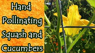 How to Hand Pollinate Squash and Cucumbers [upl. by Etezzil182]