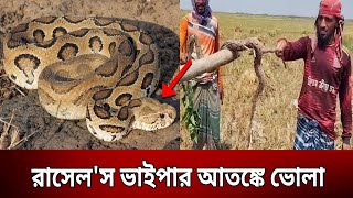 রাসেলস ভাইপার আতঙ্কে ভোলা  Russells Viper  Bangla News  Mytv News [upl. by Eelreveb49]