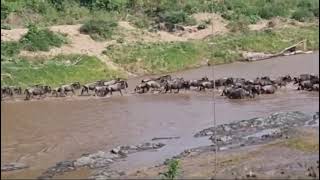 Masai Mara game viewing and photography [upl. by Beaver]