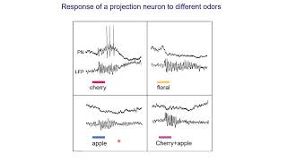 Neurobiology 55 Insect olfactory system [upl. by Novehs957]