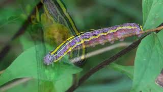 quotUnveiling the Night Flyers Meet the Diverse and Mighty Noctuidae Mothsquot [upl. by Arin]