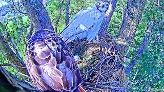 EGG☀️ANGEL LEUCISTIC RED TAILED HAWK NEST230325ANGELS AND TOMS FIRST EGGTOMS FIRST IN HIS LIFE [upl. by Oimetra]