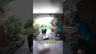 The dogs joke 🐶 doorbellcamera doorbell doorbellcam [upl. by Ivory]